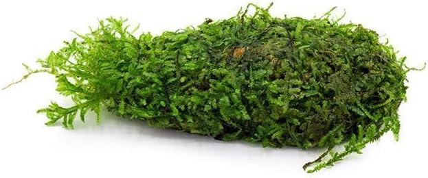 SubstrateSource Live Planted Decor - Christmas Moss (Vesicularia montagnei) on Clay - Low Light