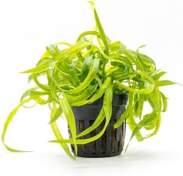 SubstrateSource Echinodorus Vesuvius Live Plant for Freshwater Aquariums, Natural Fish Tank