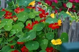 Clovers Garden Nasturtium Plants – Two (2) Live Plants – Non-GMO - Not Seeds - Each 4" to 8" Tall