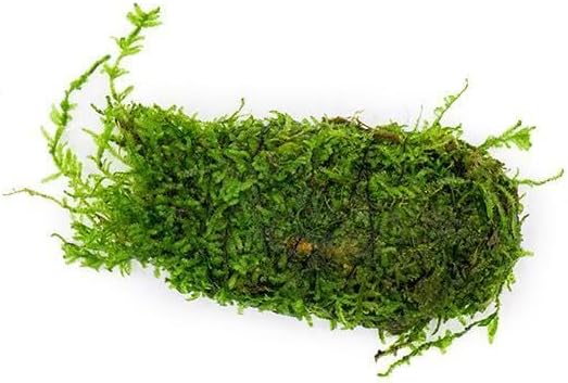 SubstrateSource Live Planted Decor - Christmas Moss (Vesicularia montagnei) on Clay - Low Light