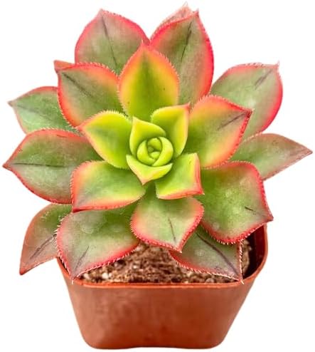 2" Aeonium Kiwi Tricolor Unique Succulents Plants Live, Live Starter Succulent Plants, Easy Care