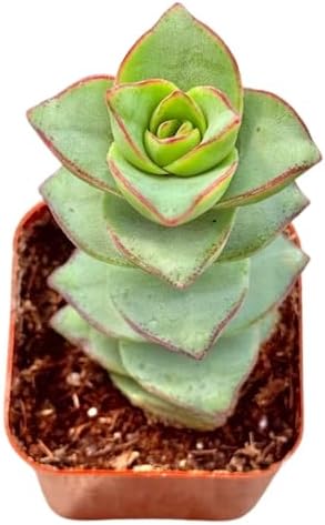 2" Crassula Ivory Towers Unique Succulents Plants Live, Live Starter Succulent Plants, Easy Care
