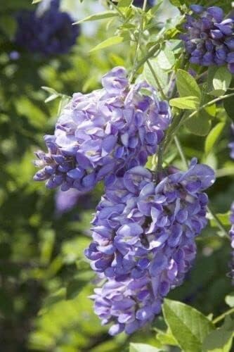 Amethyst Falls Wisteria Frutescens Vine | 20 Live Plants | Beautiful Drought Tolerant Fragrant