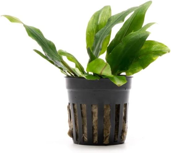 SubstrateSource Cryptocoryne Live Aquarium Plants - Freshwater Plant for Aquariums, Planted Fish
