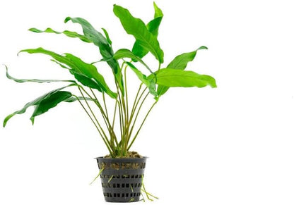 SubstrateSource Anubias Live Aquarium Plants - Potted Freshwater Plant for Fish Tanks, Terrariums