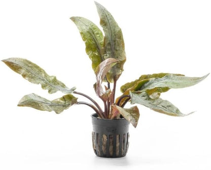 SubstrateSource Cryptocoryne Live Aquarium Plants - Freshwater Plant for Aquariums, Planted Fish