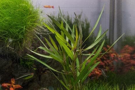 SubstrateSource Live Aquarium Stem Plants - Freshwater Aquatic Plant for Fish Tanks, Aquascaping