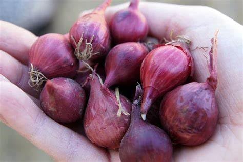 Simply Seed™ - Sweet Red Onion Bulbs - 1LB - Naturally Grown - Non GMO - Grow Anywhere - American