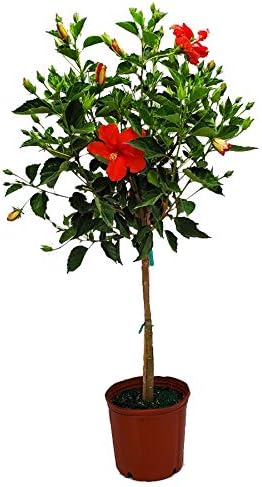 Live Hibiscus Plant - Tropical Flowering Tree Plant - Red President - Overall Height 38" to 44"