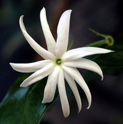 Live Angel Wing Jasmine (Jasminum Nitidum) Plants - Fragrant, White Blooming Evergreen Shrub for