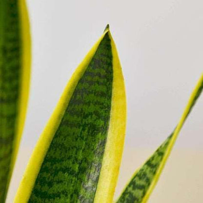 Snake Plant Laurentii Live Plant for Indoor | Different Houseplants in 3'' Pot | Real House Plant