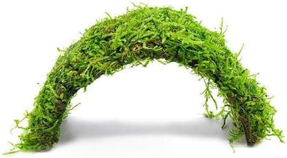 SubstrateSource Live Planted Decor - Christmas Moss (Vesicularia montagnei) on Coconut Shell Bridge
