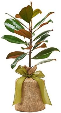 Southern Magnolia Sympathy Gift Tree by The Magnolia Company - Get Beautiful and Fragrant Flowers