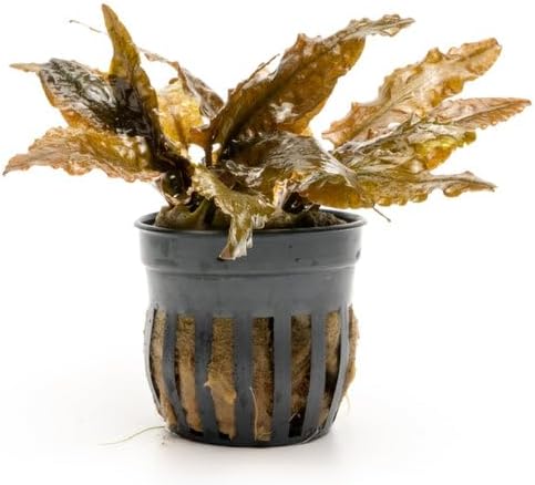 SubstrateSource Cryptocoryne Live Aquarium Plants - Freshwater Plant for Aquariums, Planted Fish