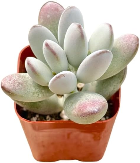 2" Cotyledon Orbiculata Silver Peak Unique Succulents Plants Live, Live Starter Succulent Plants