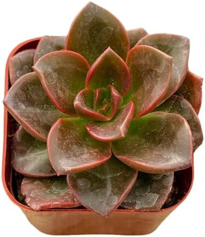 2" Unique Succulents Plants Live, Live Starter Succulent Plants, Easy Care House Plants Rooted in