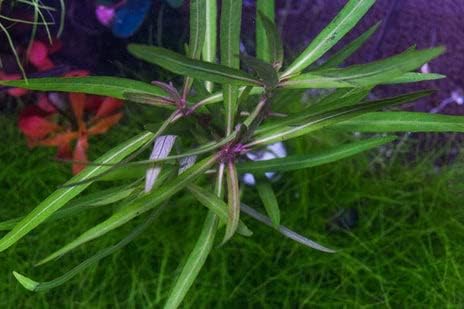 SubstrateSource Live Aquarium Stem Plants - Freshwater Aquatic Plant for Fish Tanks, Aquascaping
