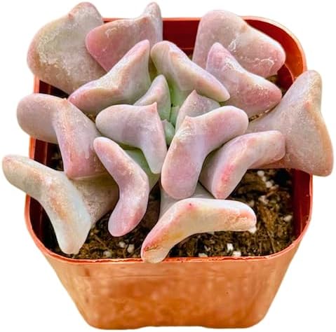 2" Echeveria Cubic Frost Unique Succulents Plants Live, Live Starter Succulent Plants, Easy Care