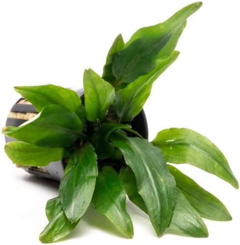 SubstrateSource Cryptocoryne Live Aquarium Plants - Freshwater Plant for Aquariums, Planted Fish