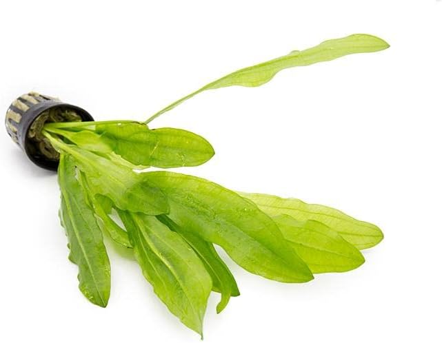 SubstrateSource Echinodorus Major Ruffle Sword Live Plant for Freshwater Aquariums, Natural Fish