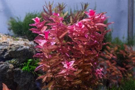 SubstrateSource Live Aquarium Red Stem Plants - Freshwater Aquatic Plant for Fish Tanks
