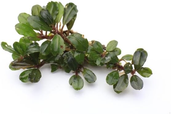 SubstrateSource Bucephalandra Peacock Live Aquarium Plant - Natural Freshwater Fish Tank