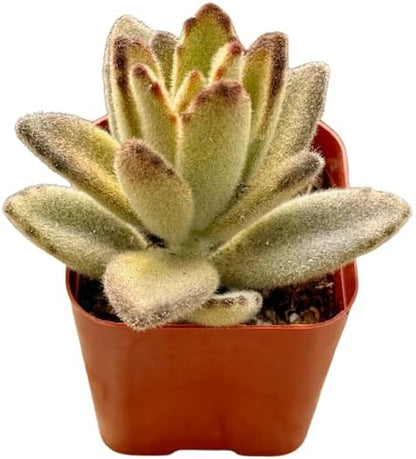 2" Unique Succulents Plants Live, Live Starter Succulent Plants, Easy Care House Plants Rooted in