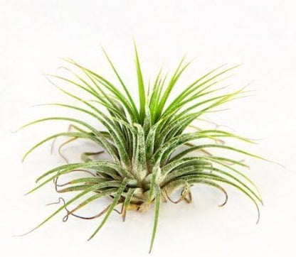 3 Pack Jumbo Air Plant Ionantha Guatemala 'Macho' - Live Tillandsia Succulent House Plants