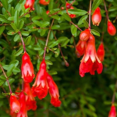Live Dwarf Pomegranate Plant (Punica Granatum) - Compact, Ornamental Fruit Bearing Shrub