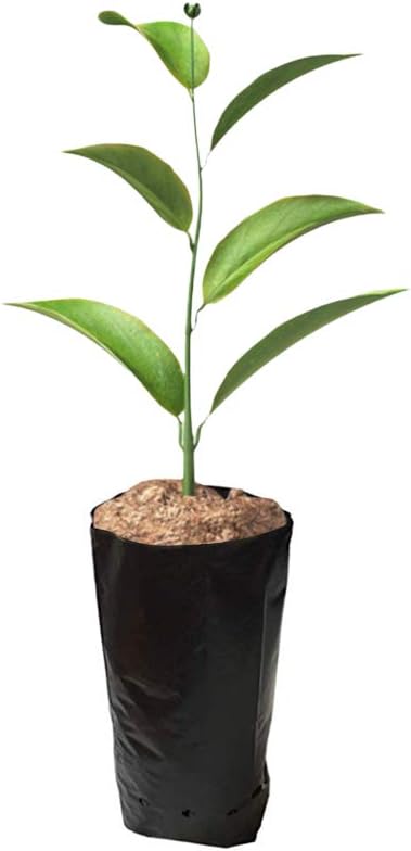 100 PCS Thicken Plastic Nursery Bags for Plants Fruit Flower Grow Bags Seedling Pots (7.87x11.81 in)