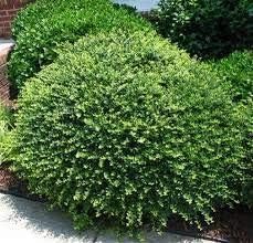 Helleri Holly Shrub | 10 Live Plants I Ilex Cornutal | Compact Evergreen Ideal for Low Borders
