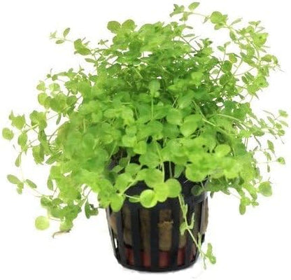 Foreground Potted Live Aquarium Plants | Freshwater Aquatic Plants for Aquariums (Potted Monte