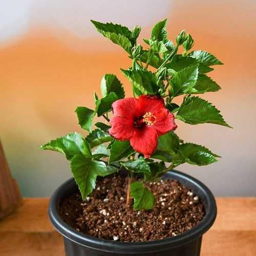 Pink Hibiscus. rosa-sinensis. Live Plant - Tropical Blooming Hibiscus, Pretty Flowers, Used in Tea