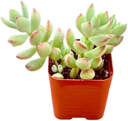 Succulents Plants Live 2" Cotyledon Pendens, Live Mini Succulent Plants, Easy Care House Plants