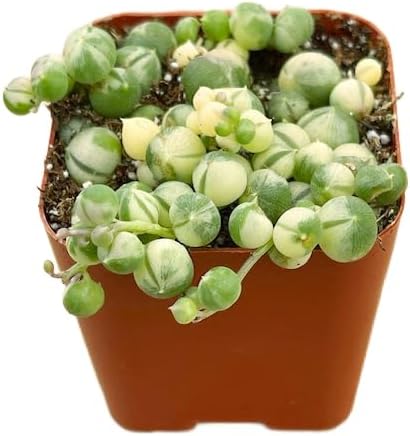Succulents Plants Live 2" Variegated String of Pearls, Live Mini Succulent Plants, Easy Care House