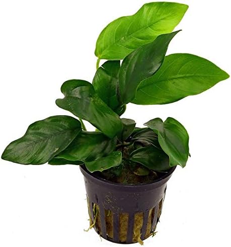 Potted Anubias Plants | Live Freshwater Aquatic Plants for Aquariums and Terrariums - Low Light