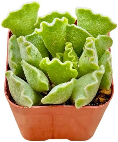 2" Unique Succulents Plants Live, Live Starter Succulent Plants, Easy Care House Plants Rooted in