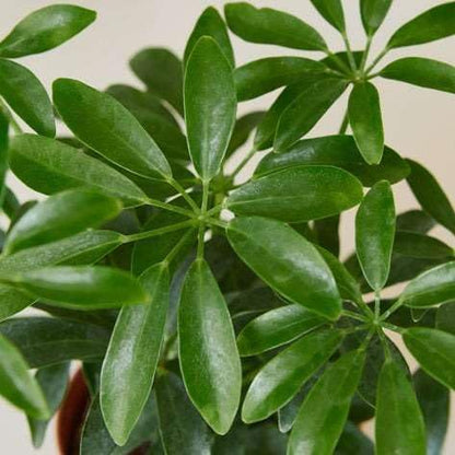 Schefflera Arboricola Live Plant for Indoor | Different Houseplants in 3'' Pot | Real House Plant