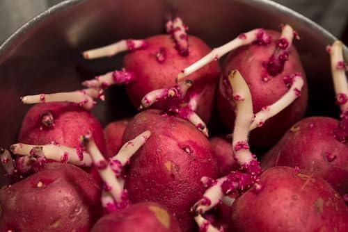 Red Pontiac Certified Seed Potatoes 3Lb - Non GMO - Naturally Grown - Whole Potatoes - Ready for