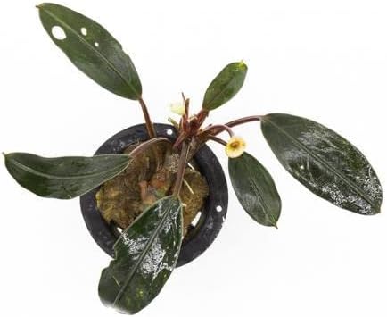 SubstrateSource Bucephalandra Pink Lady Potted Live Aquarium Plant - Natural Freshwater Fish Tank
