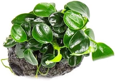 SubstrateSource Live Planted Decor - Bucephalandra Godzilla (Bucephalandra sp.) on Lava Stone - Low