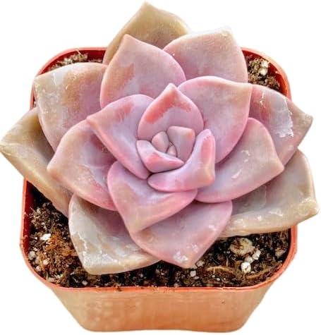 2" Graptopetalum Purple Delight Unique Succulents Plants Live, Live Starter Succulent Plants, Easy