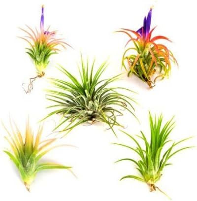 3 Pack Jumbo Air Plant Ionantha Guatemala 'Macho' - Live Tillandsia Succulent House Plants