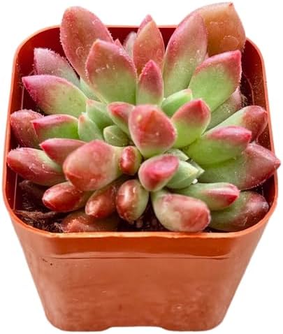2" Sedeveria Pink Ruby Unique Succulents Plants Live, Live Starter Succulent Plants, Easy Care
