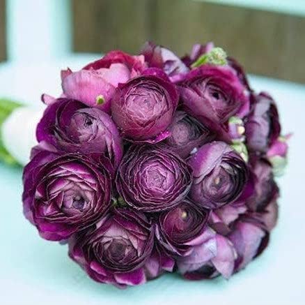Eden Brothers Ranunculus Bulbs - Violet