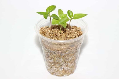 Gardenera Perlite and Vermiculite Mix for Cactus, Succulent, and Bonsai Trees - 10 Quart - Promote