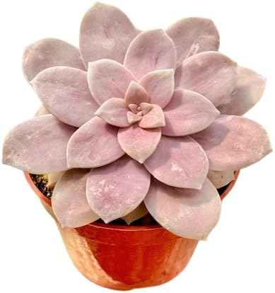 The Succulent Cult Live Succulent 4" Graptopetalum Superbum, Succulents Plants Live, Succulent