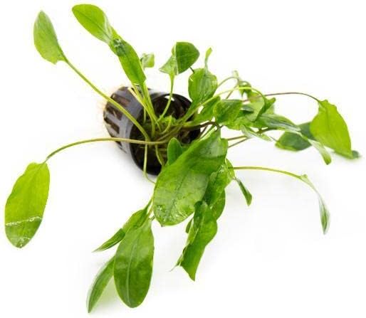 SubstrateSource Cryptocoryne Live Aquarium Plants - Freshwater Plant for Aquariums, Planted Fish