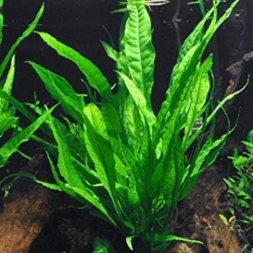 Potted Microsorum Plants - Java Fern | Live Freshwater Aquatic Plants for Aquariums and Terrariums