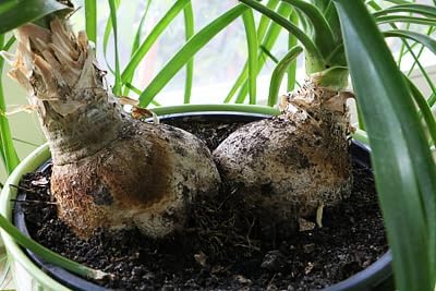 GARDENERA Nolina Plant Potting Soil - Enhance Form and Health with Professional Grade Nutrient-Rich